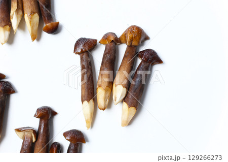 Termite mushrooms with long stems, white tips, and dark brown caps. 129266273