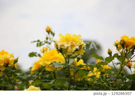 Beautiful yellow roses in full bloom at the Japanese Rose Garden. Beautiful yellow roses in full bloom at the Japanese Rose Garden. 129266307