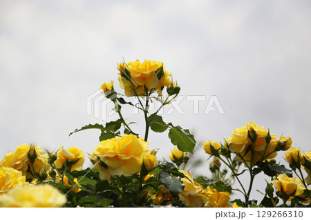 Yellow roses blooming in a Japanese public garden. Yellow roses blooming in a Japanese public garden. 129266310