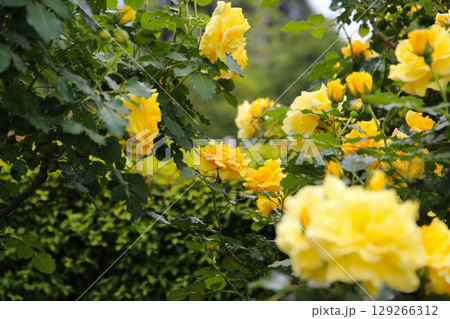 Yellow roses blooming in a Japanese public garden. Yellow roses blooming in a Japanese public garden. 129266312