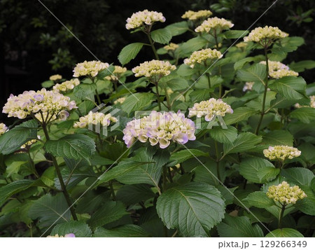 六義園の木陰に咲くアジサイの花 六義園の木陰に咲くアジサイの花 129266349