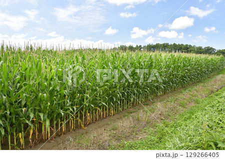 夏の北海道今金町でデントコーン畑の風景を撮影 129266405