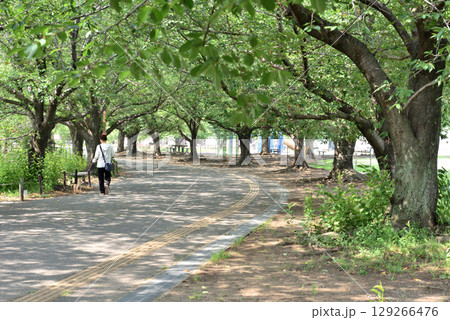 公園の桜並木の下で犬の散歩をする女性 公園の桜並木の下で犬の散歩をする女性 129266476