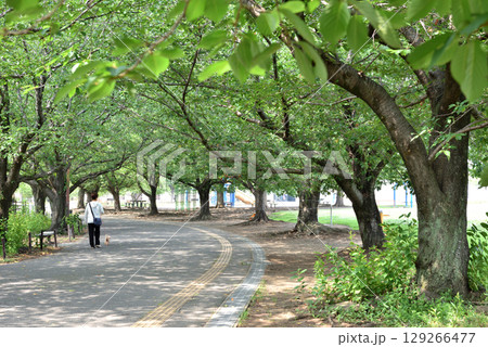 公園の桜並木の下で犬の散歩をする女性 129266477