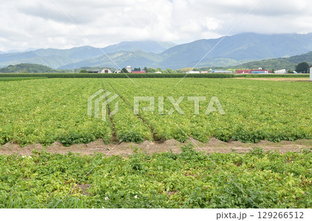 夏の北海道今金町で収穫間近のジャガイモ畑の風景を撮影 129266512