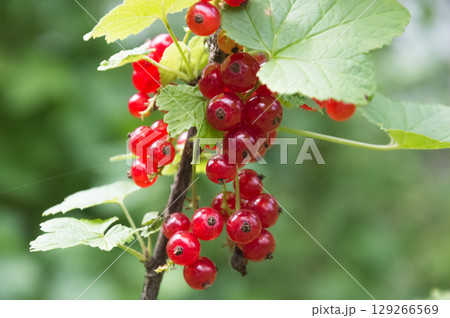 Red currant berries on a branch with green leaves in the garden Red currant berries on a branch with green leaves in the garden 129266569