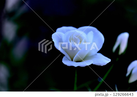 白いバラ アイスバーグ 白いバラ アイスバーグ 129266643