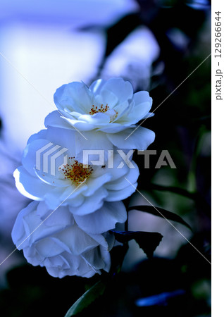 白いバラ アイスバーグ 129266644