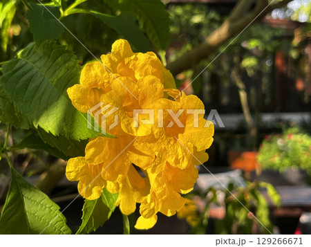 植物 工場 プランツ 129266671