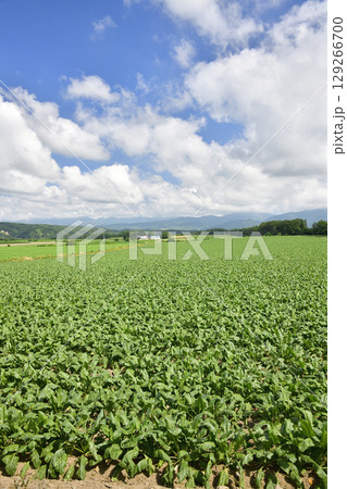 夏の北海道今金町でビート畑の風景を撮影 夏の北海道今金町でビート畑の風景を撮影 129266700