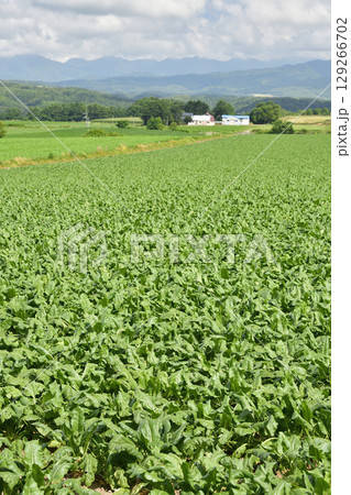夏の北海道今金町でビート畑の風景を撮影 129266702