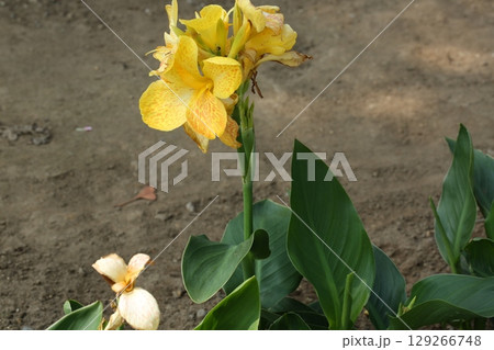 富士見公園を歩いた 129266748