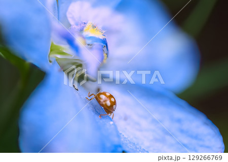 青い花にとまるてんとう虫 129266769