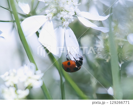 白い花とてんとう虫 129266771