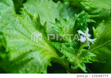 紫陽花にとまるハゴロモ幼虫 紫陽花にとまるハゴロモ幼虫 129266773