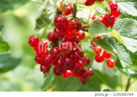 Red currant berries on a branch in the garden close-up Red currant berries on a branch in the garden close-up 129266784