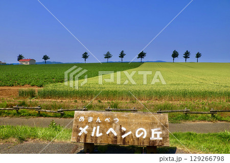メルヘンの丘・初夏（北海道・大空町） 129266798