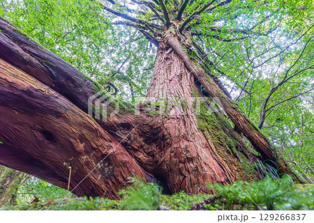 三本足杉屋久杉 屋久島白谷雲水峡(11月) 三本足杉屋久杉 屋久島白谷雲水峡(11月) 129266837