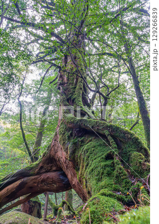 三本足杉屋久杉　屋久島白谷雲水峡(11月) 129266839