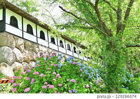 美しい曲線の花頭窓の並ぶ白壁と紫陽花 美しい曲線の花頭窓の並ぶ白壁と紫陽花 129266874