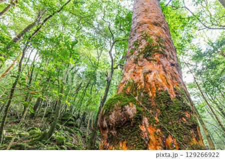 ヒメシャラ　屋久島国立公園(11月) 129266922