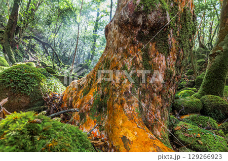 ヒメシャラ 屋久島国立公園(11月) ヒメシャラ 屋久島国立公園(11月) 129266923