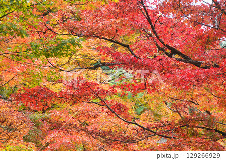 大原　三千院参道の美しい紅葉　（京都府京都市左京区） 129266929