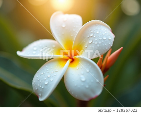 Backlit Macro of White Frangipani Flower with Morning Dew Drops and a Blurred Green Background 129267022