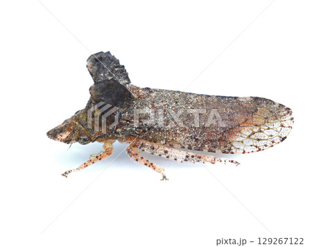 ミミズク（昆虫） 129267122