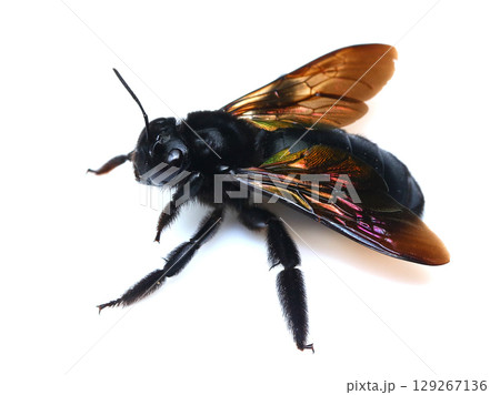 タイワンタケクマバチ（メス） 129267136