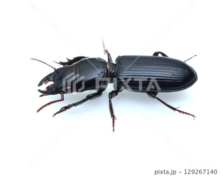 ナガヒョウタンゴミムシ 129267140