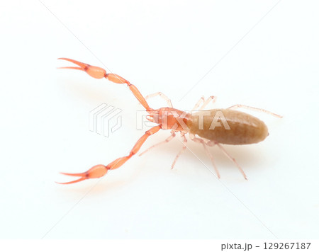 アカツノカニムシ アカツノカニムシ 129267187
