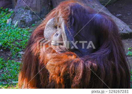 A majestic orangutan with deep, expressive eyes and shaggy red fur sits calmly, its hands resting on its lap, a thoughtful and serene expression on its face. A majestic orangutan with deep, expressive eyes and shaggy red fur sits calmly, its hands resting on its lap, a thoughtful and serene expression on its face. 129267281