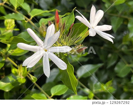 花 フラワー お花 129267292