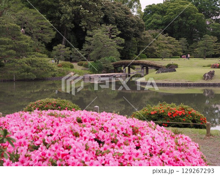 ツツジ咲く緑豊かな六義園の風景 129267293