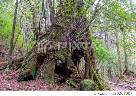 三代杉屋久杉　屋久島国立公園(11月) 129267307