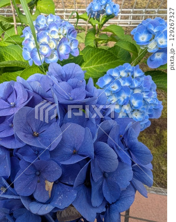 青いアジサイの花 青いアジサイの花 129267327