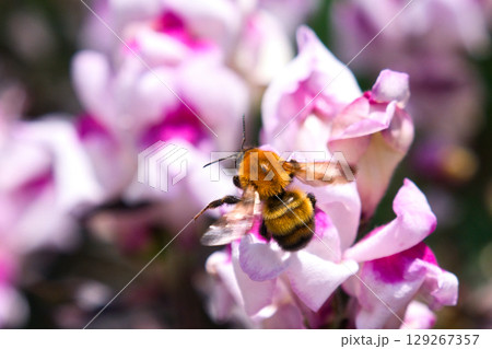 花の蜜を吸うミツバチ 129267357