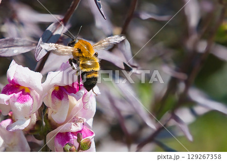 蜜を吸うトラマルハナバチ 蜜を吸うトラマルハナバチ 129267358