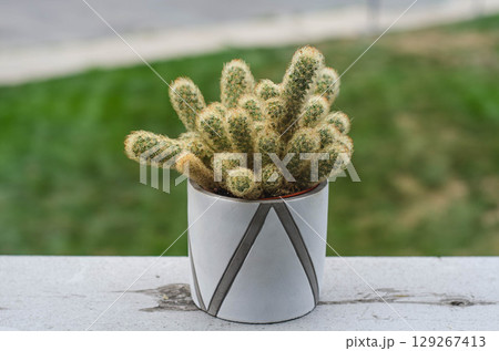 Modern Cactus Decor in Minimalist Pot 129267413