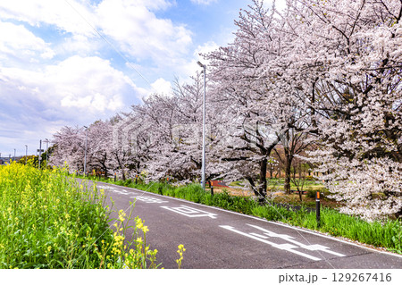 大宮第三公園満開の桜 大宮第三公園満開の桜 129267416