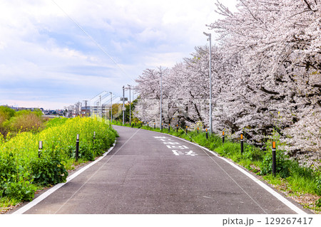 両側に満開の桜と菜の花を見る道路 129267417