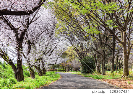 満開の桜咲く大宮第三公園 129267424