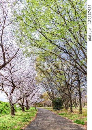 満開の桜と新緑樹木の並木道 129267425