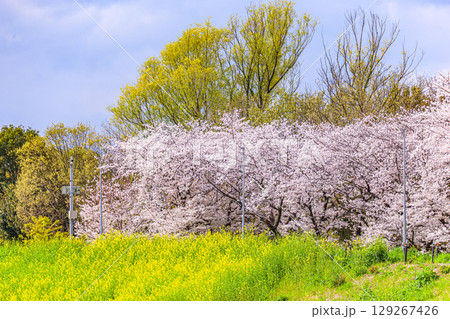 菜の花と満開の桜 菜の花と満開の桜 129267426
