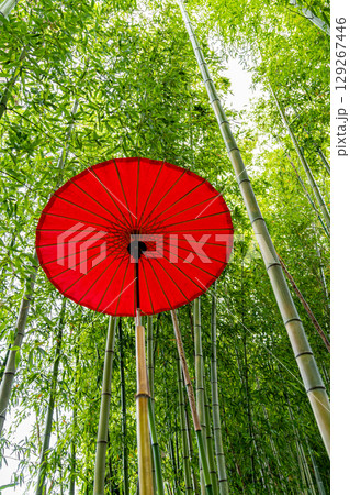 竹林の中の赤い和傘 129267446
