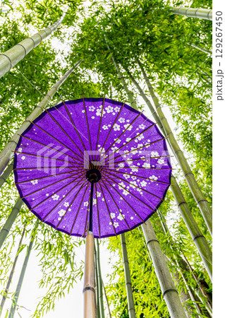 竹林に飾られた紫の和傘 129267450