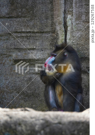 a mandrill with its head bowed, showcasing its distinctive colorful facial features and textured fur. a mandrill with its head bowed, showcasing its distinctive colorful facial features and textured fur. 129267588