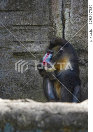 a mandrill with its head bowed, showcasing its distinctive colorful facial features and textured fur. a mandrill with its head bowed, showcasing its distinctive colorful facial features and textured fur. 129267589