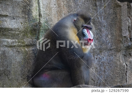 a mandrill with its head bowed, showcasing its distinctive colorful facial features and textured fur. a mandrill with its head bowed, showcasing its distinctive colorful facial features and textured fur. 129267590